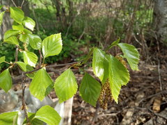 Betula × aurata