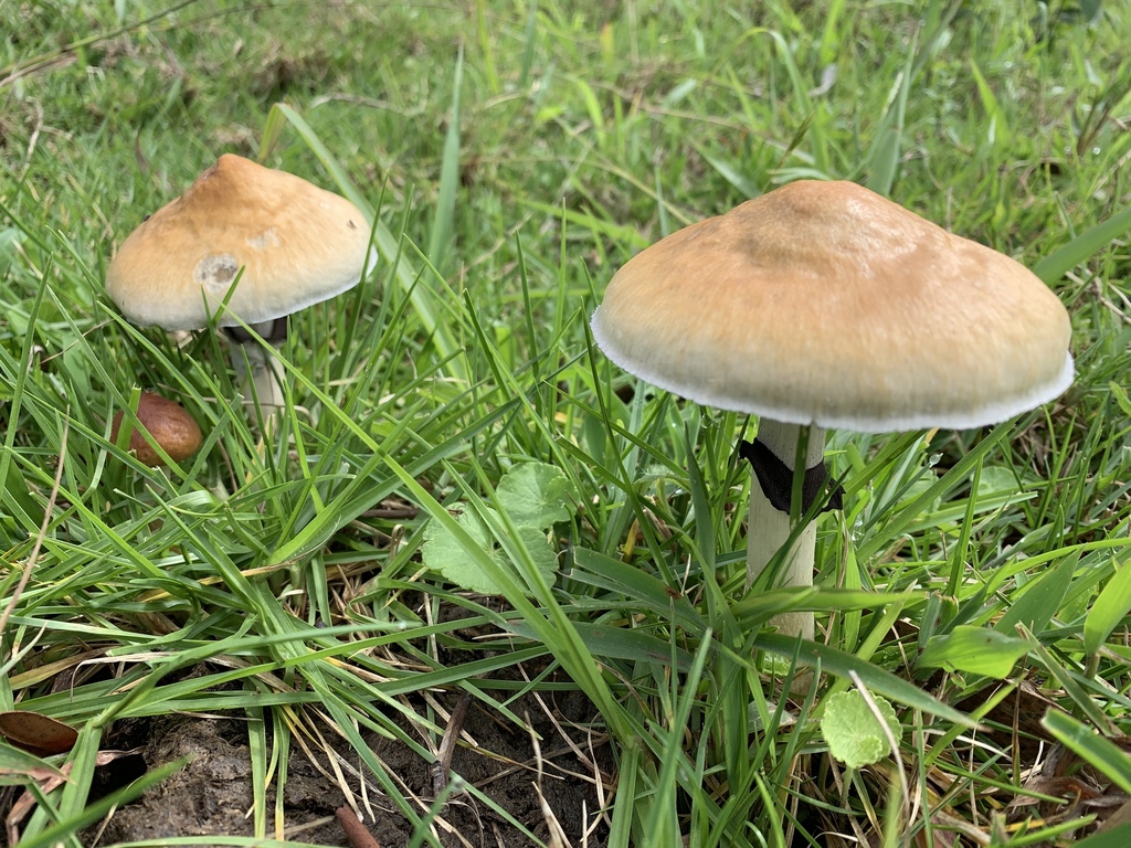 Psilocybe cubensis · April 2019 · photo: © moorebuesing (iNaturalist, cc0)