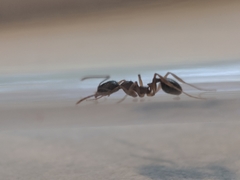 Aphaenogaster picea