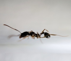 Aphaenogaster picea