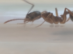 Aphaenogaster picea