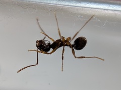 Aphaenogaster picea
