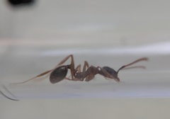 Aphaenogaster picea