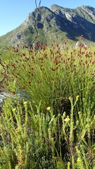 Hypodiscus aristatus