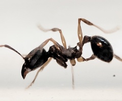 Aphaenogaster picea
