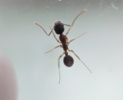 Aphaenogaster picea