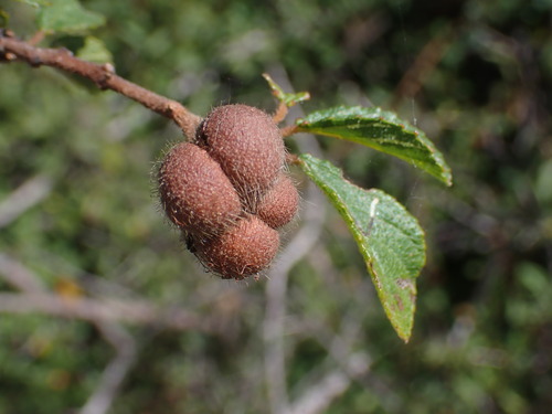 Grewia androyensis