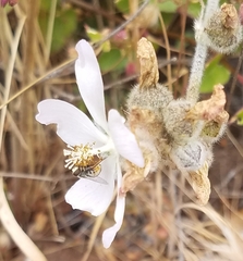 Malacothamnus clementinus