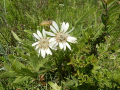 Silphium albiflorum