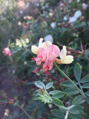 Acmispon grandiflorus grandiflorus