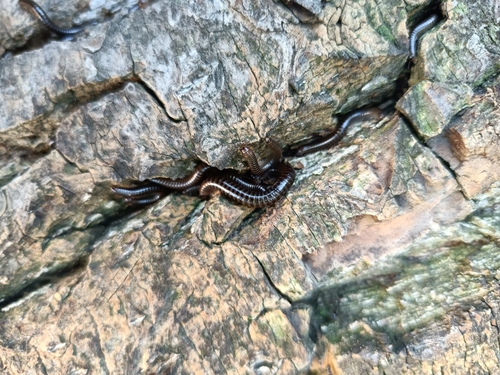 Striped Millipede photo 5