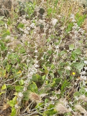 Malacothamnus clementinus