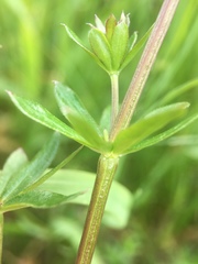 Galium