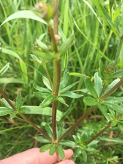 Galium
