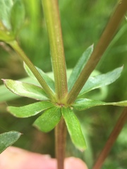 Galium
