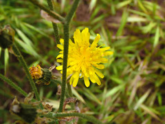 Crepis vesicaria