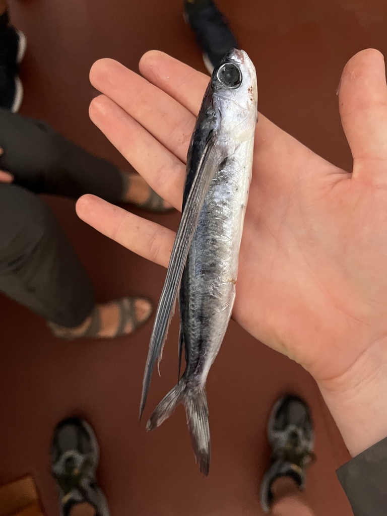 Peruvian flyingfish (Exocoetus peruvianus) — Exocoetidae