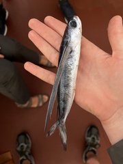 Peruvian Flyingfish photo 1
