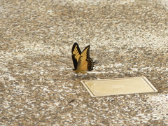 Heraclides androgeus