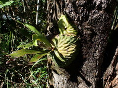 Platycerium madagascariense