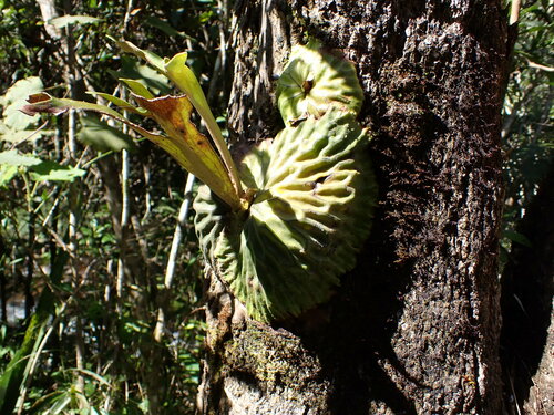 Platycerium madagascariense, photograph 3