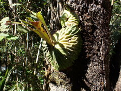 Platycerium madagascariense, photograph (c) Louis Aureglia, some rights reserved (CC BY)