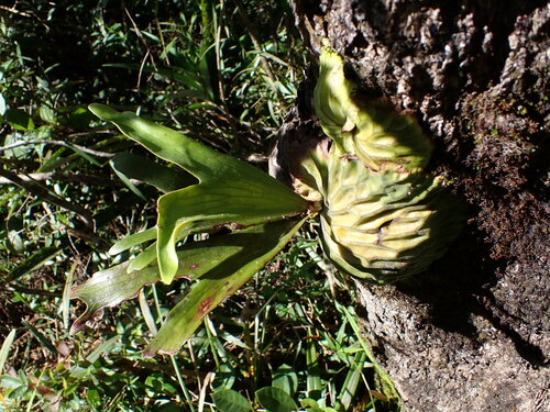 Platycerium madagascariense, photograph 2