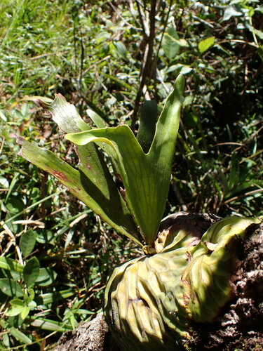 Platycerium madagascariense, photograph 1