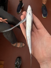 Peruvian Flyingfish photo 2