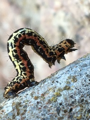 Abraxas grossulariata