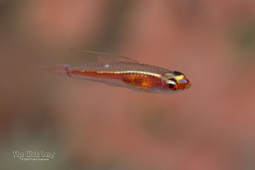 Foto de Trimma de Marine (Trimma marinae)
