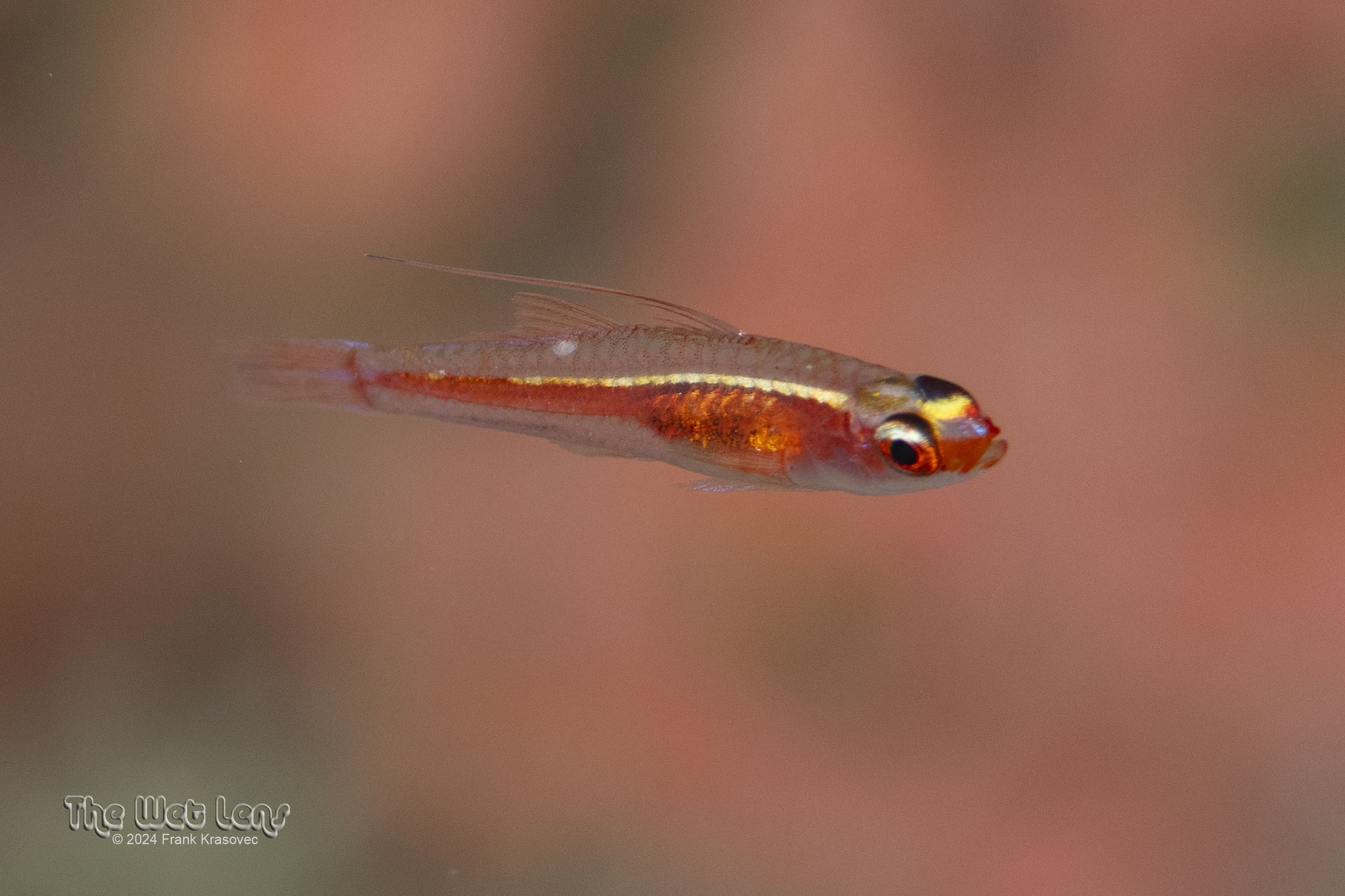 Princess Pygmygoby photo 5