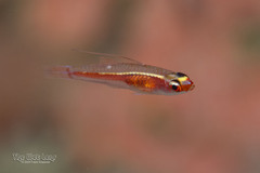Princess Pygmygoby photo 2