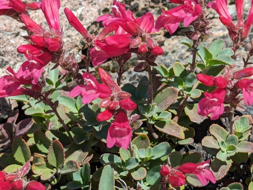 Penstemon newberryi var. sonomensis