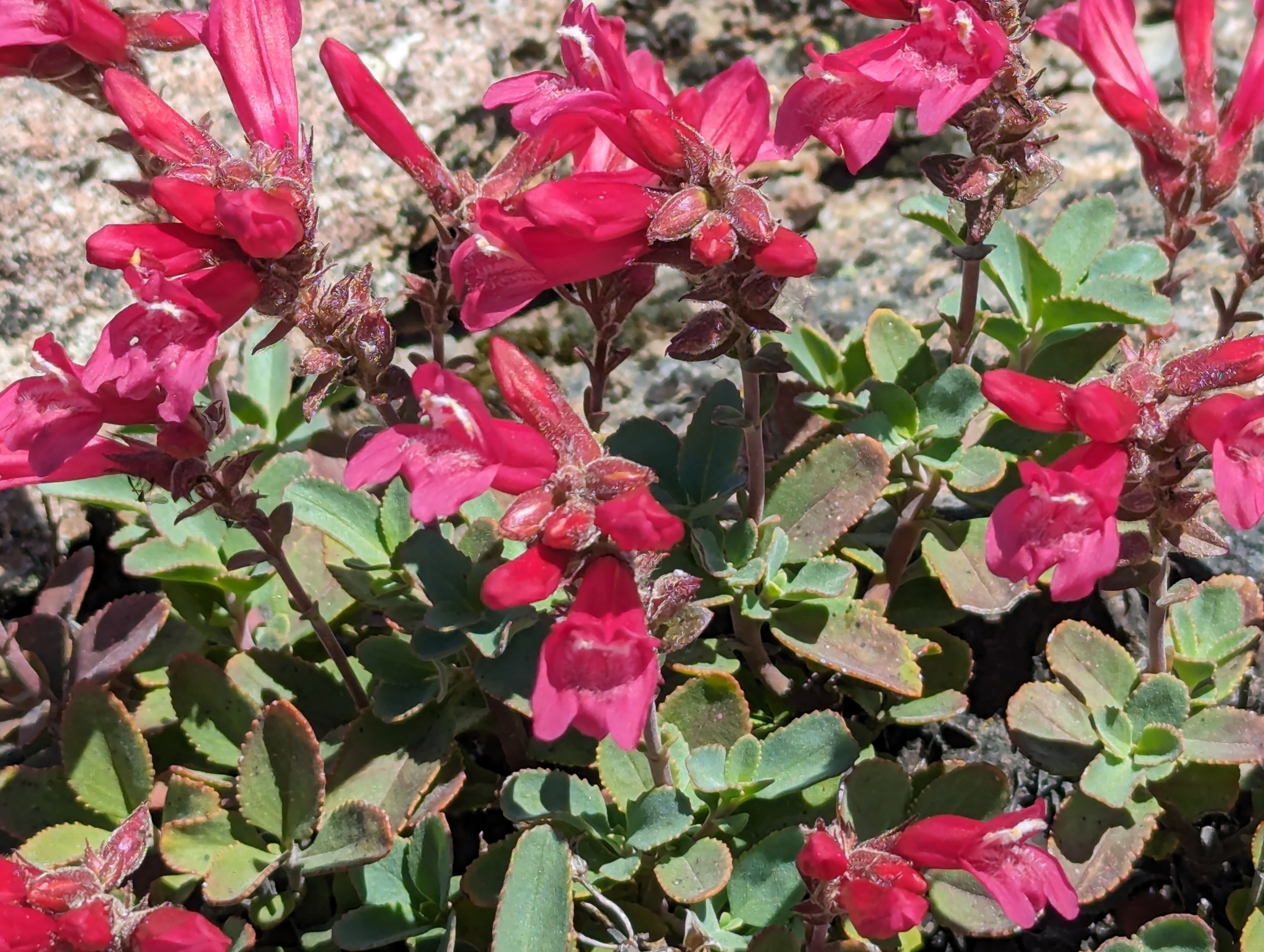 Penstemon newberryi var. sonomensis