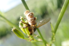 Entomophthora muscae