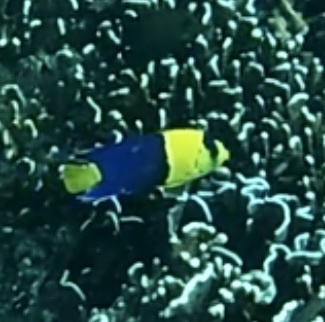 Bicolor Angelfish (Centropyge bicolor) — recorded at Marlin Hill
