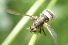 Entomophthora muscae