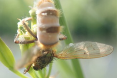 Entomophthora muscae