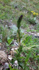 Veronica gentianoides