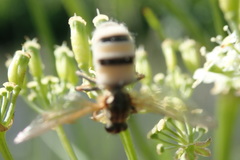 Entomophthora muscae