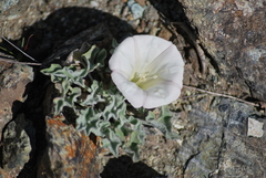 Calystegia collina