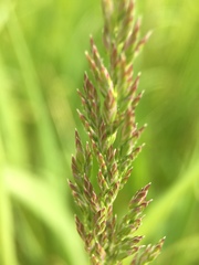 Poaceae