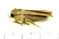 Mythimna separata
