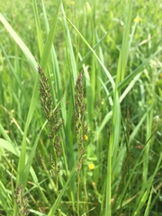 Poaceae