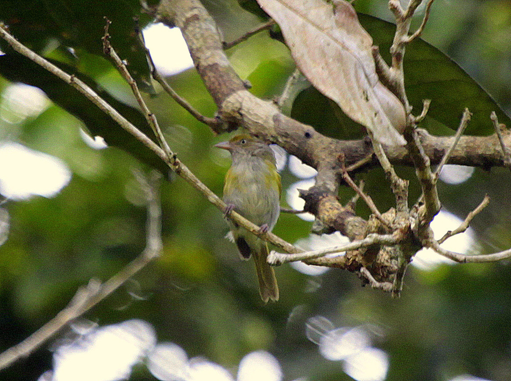 Gray-chested Greenlet photo