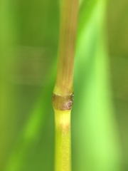 Poaceae