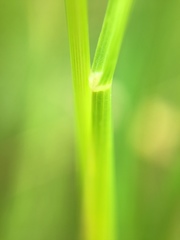 Poaceae