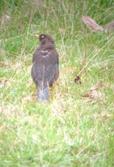 Turdus nigrescens