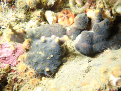 Antropora tincta